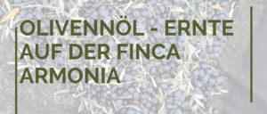 Read more about the article Olivenöl- Ernte auf der Finca Armonia